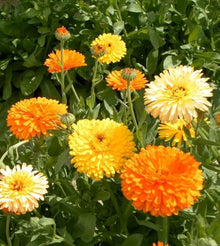 Calendula Seeds (Calendula officinalis) for seasonal color across the home garden or borders