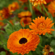 Calendula Geishe Girl Seeds for colorful blooms in the flower bed garden