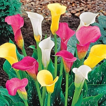 Calla Lily Zantedeschia Species Seeds for a bright addition to the Flower Bed & Urban Garden