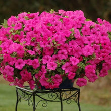 Petunia Petunia Hybrida flower Seeds valued for backyard gardening and hanging baskets