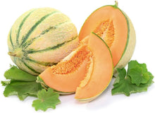Plant Seeds (Honeydew melon) for growers stocking the backyard gardens