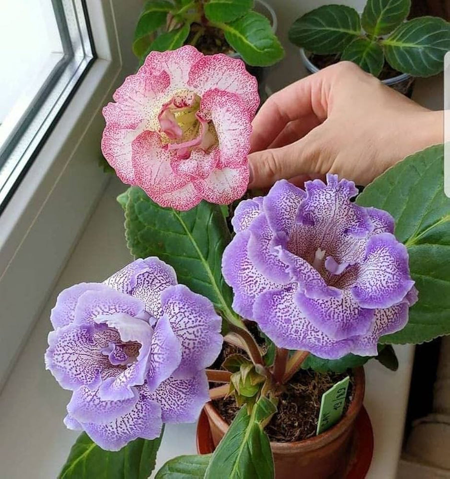 Gloxinia mixed colors Sinningia flower seeds