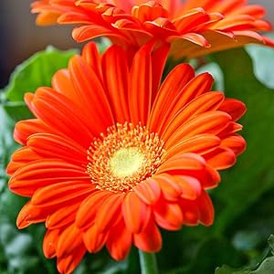 White Chrysanthemum - for planting in home garden