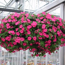 Petunia Seeds for colorful blooms in the Garden & Flower Displays