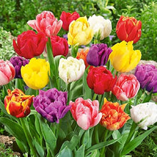 Tulip Seeds (Tulipa gesneriana) for a bright addition to the home garden and containers