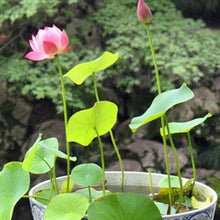 Nelumbo Nucifera Pink Lotus Aquatic Seeds for a colorful addition to any planting
