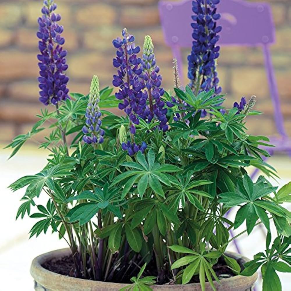 Sweet Blue Lupine Lupinus spp. Seeds for planting in flower bed