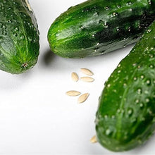 KVARIT F1 Cucumber Seeds for planting in vegetable garden