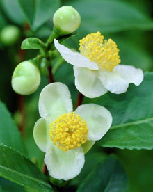 Cashew (Nut Apple Seeds – Tropical Fruit Tree Anacardium Occidentale) for planting in garden