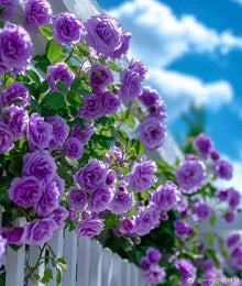 Rose Seeds for colorful blooms in the Blue Garden