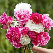 Peony Bonsai Seeds for growers establishing the Flower Mixed Color Garden