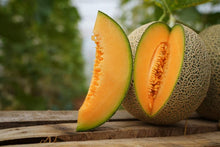 Hami Melon Seeds (Cucumis melo) for a reliable harvest in the vegetable patches and urban gardens
