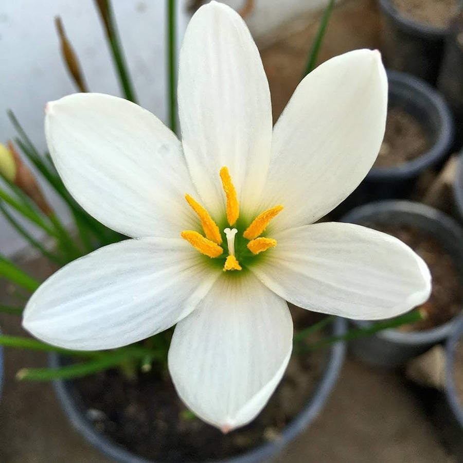 Lily Lilium spp. Seeds for planting in flower bed