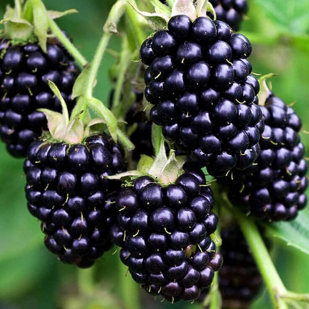 Black Blackberry (Rubus fruticosus) seeds for planting in home fruit gardens
