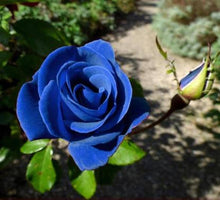 Rainbow Rose Seeds (Rosa hybrida) for growers filling out the vertical gardens and home pots