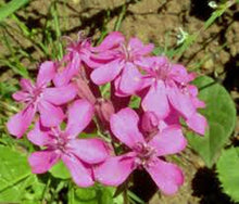 Catchfly Seeds for a colorful addition to any planting