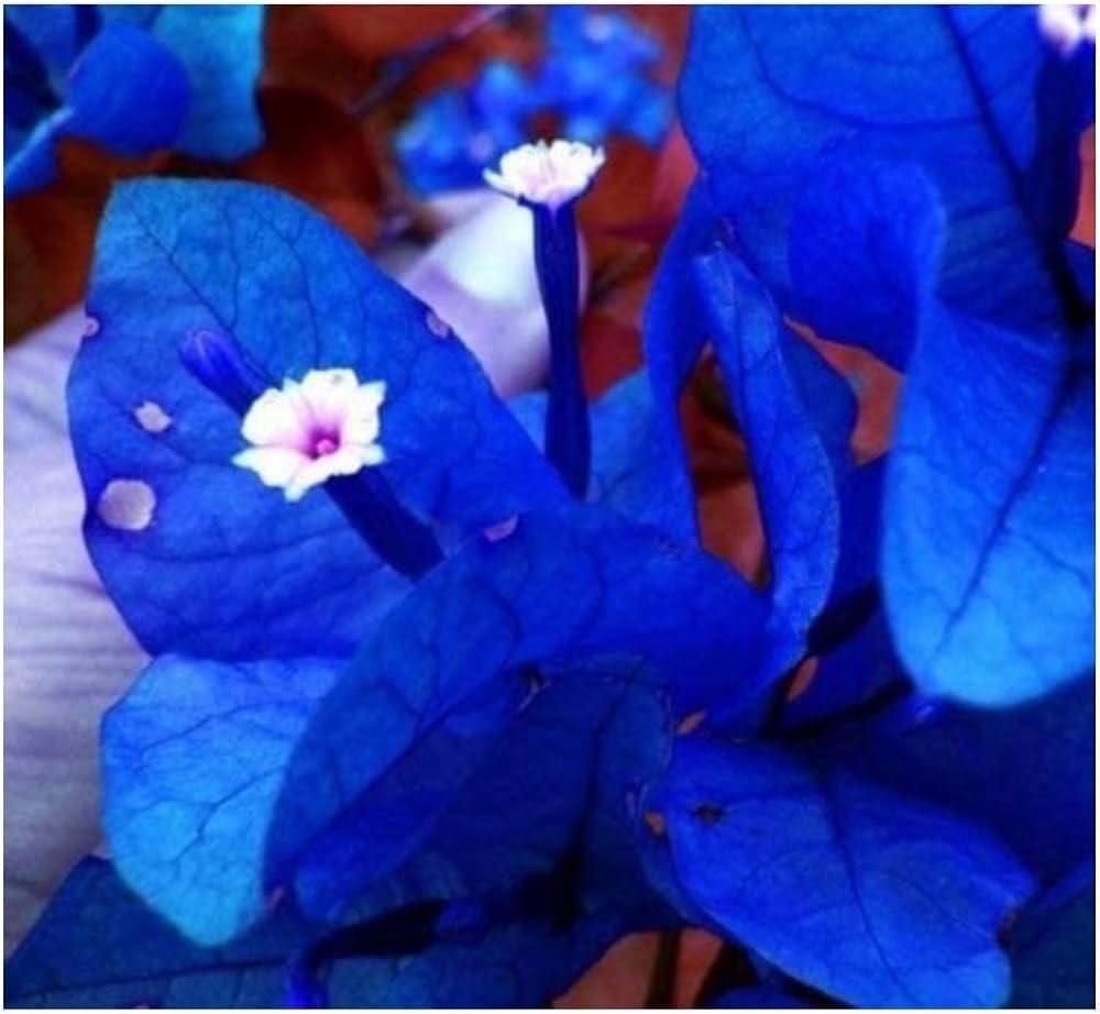 Bougainvillea spectabilis  climbing flower seed for colorful landscaping