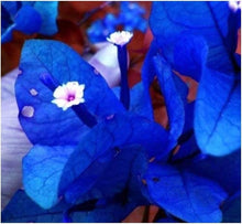 Bougainvillea spectabilis  climbing flower seed for colorful landscaping