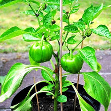 Pimenta Barra do Ribeiro Pepper Seeds (Capsicum baccatum) prized among growers for exotic Spicy Gardening