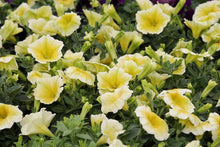 Petunia Lemon Slice Superbells Calibrachoa Light Yellow Plant Seeds for a sweet addition to the home orchard