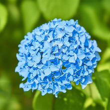 Blue Hydrangea Seeds for long-term planting in the Bonsai Low Maintenance Garden