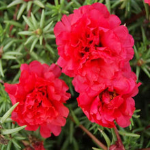 Ruby Jewel Moss Rose Portulaca Seeds grown for bright, Vibrant Moss Roses