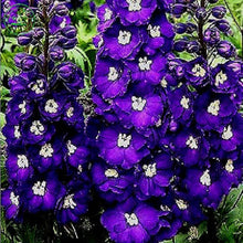 Magic Fountains Cherry Blossom Delphinium – White Bee Blooms Seeds for growers wanting a homegrown harvest