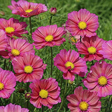 Cosmos Shells Mix Seeds for colorful blooms in the Unique Shell-Like Petals in Your Garden