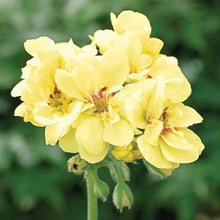 Geranium Seeds for reliable seasonal color