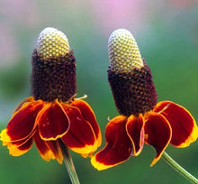 Mexican Hat Ratibida Columnifera Seeds for a lasting display in the Pollinator Open Landscapes