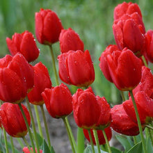 Double Tulip Seeds (Tulipa gesneriana) for colorful blooms in the colorful border and spring planting