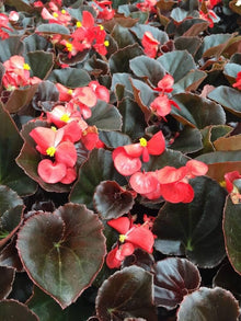 Begonia Seeds (Begonia semperflorens) for growers filling out the containers or shaded garden areas