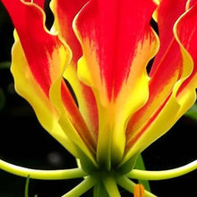 Garland Flame Lilium Seeds (Lilium spp.) for a lasting display in the Flower Bed & Urban Garden