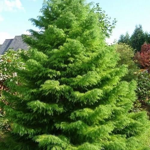 Japanese Red Cedar ��������� Cryptomeria japonica ��������� for evergreen garden