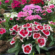 Giant Pink Dianthus Seeds for reliable seasonal color
