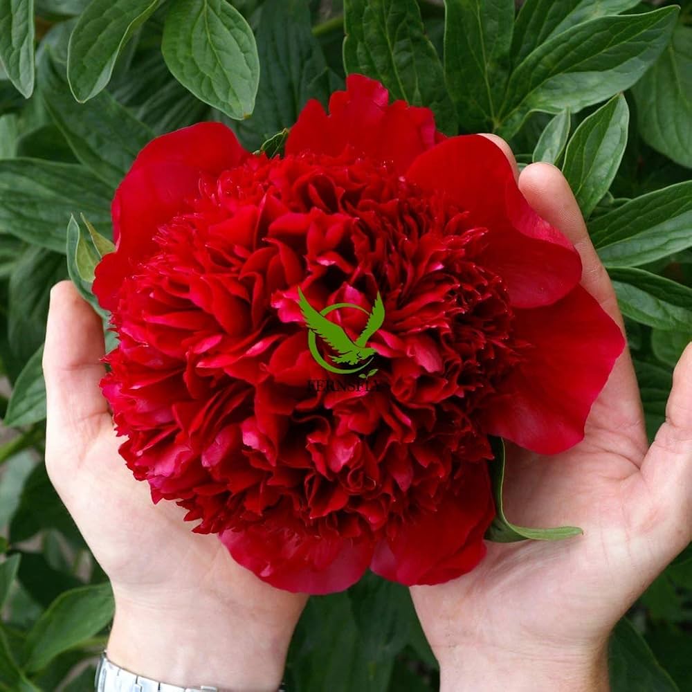 Rare peony flower seeds for garden and bonsai decoration
