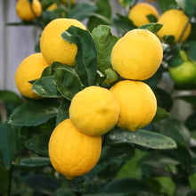 Yellow Lemon Seeds prized for organic Citrus Fruit Trees