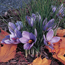 Light Green Saffron Pot Seeds for growers establishing the Garden, Bonsai, Flower