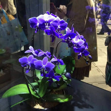 Hydroponic Phalaenopsis Orchid Plant - for planting in home garden