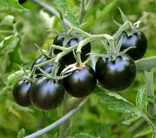 Black Tomato Seeds (Solanum lycopersicum) for a productive addition to the vegetable patch