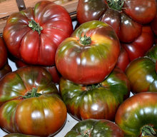 Copia Bi-Color Tomato Seeds for growers stocking a kitchen garden