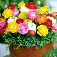 Ranunculus Picotee Mix Seeds for seasonal color across the Home Garden Flower Pots