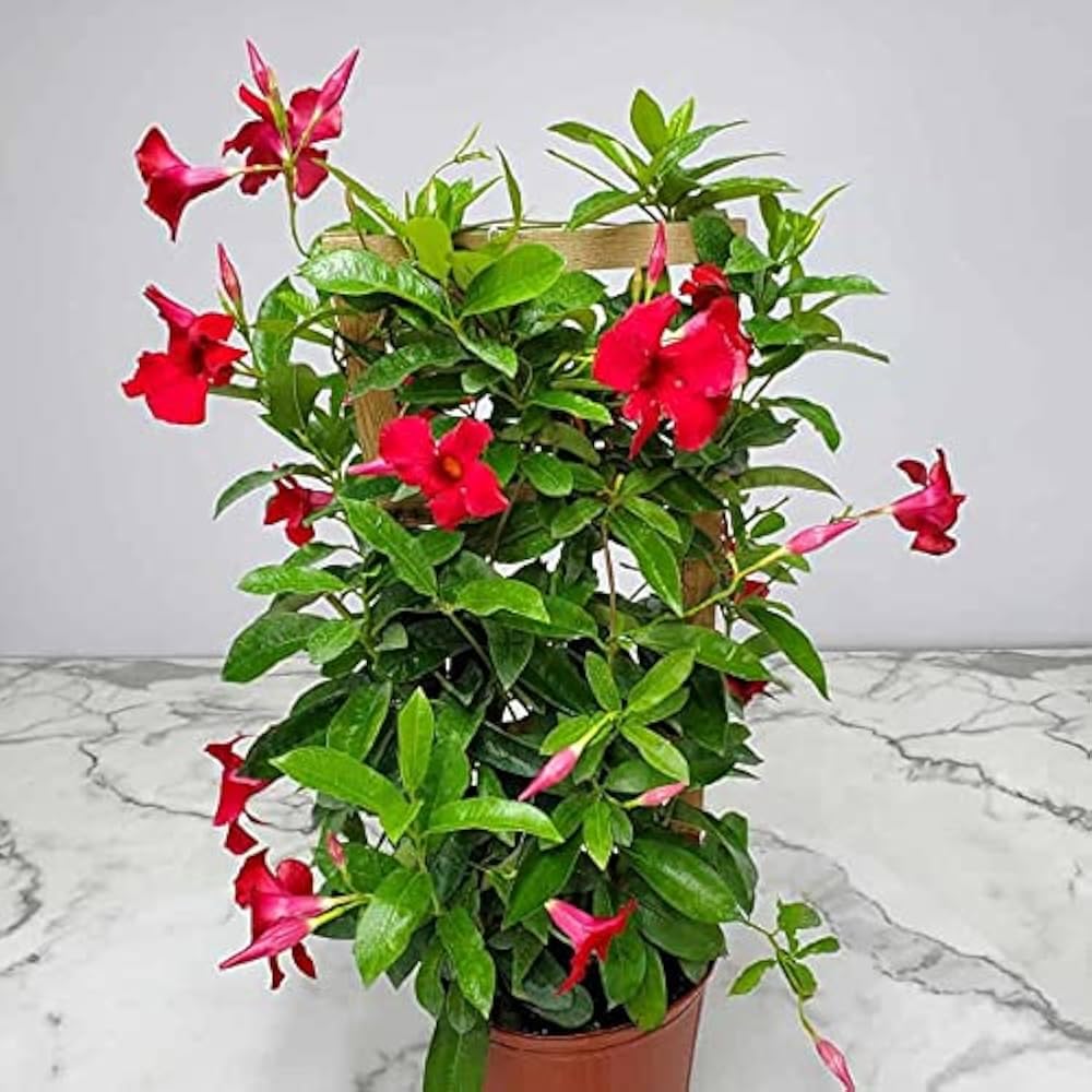 Mandevilla Mandevilla Sanderi climbing flower seeds for planting in backyard trellises and home garden fences - for planting in home garden