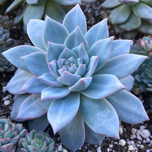 Blue Sedum Mix Seeds for seasonal color across the Flower Bed
