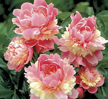 Sorbet Double Bloom Peony Seeds (Paeonia lactiflora) prized for heirloom Patio Planting