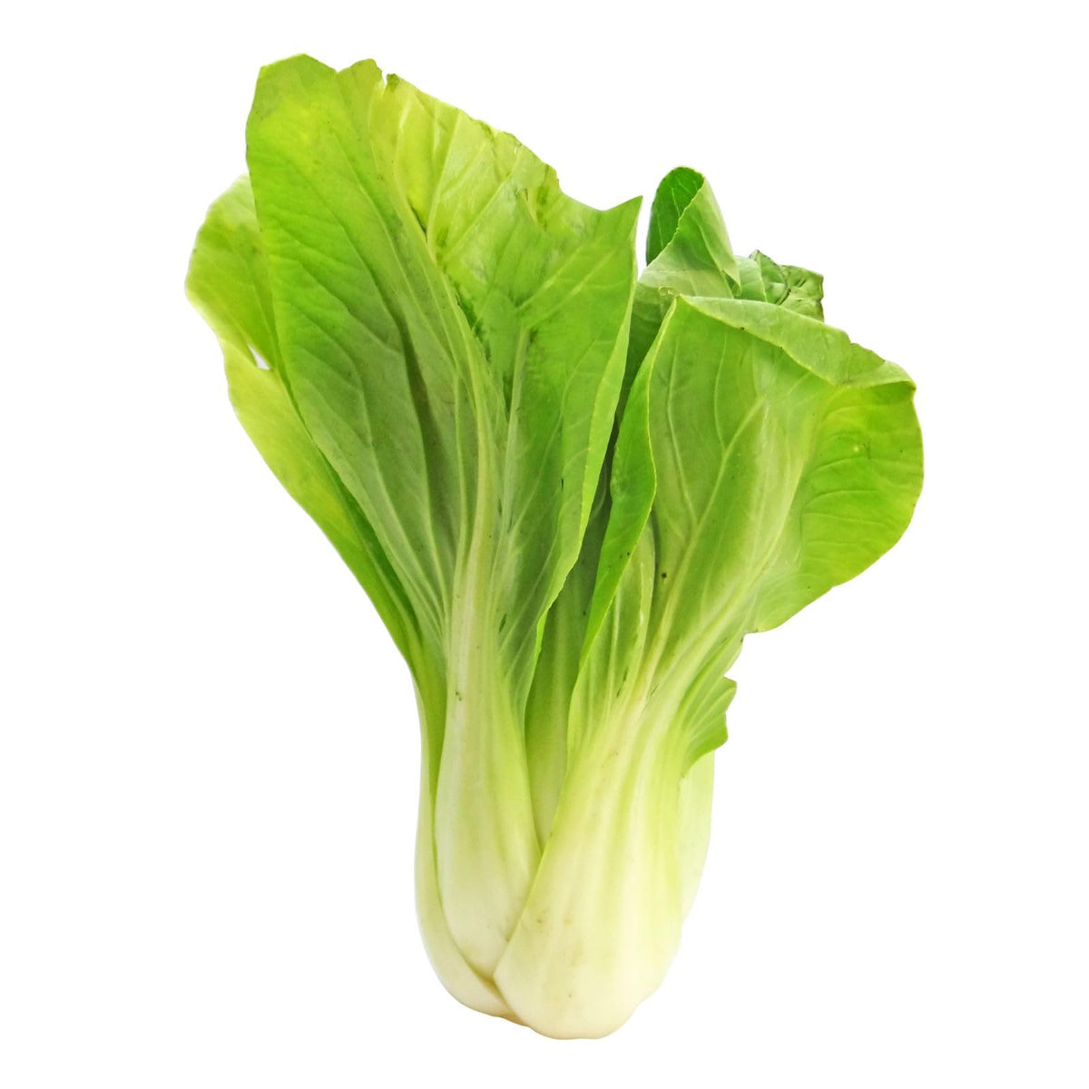 San Fan Hybrid Pak Choi seeds