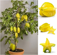 Star Seeds (Averrhoa carambola) for growers planting the Urban Garden