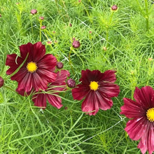Cosmos Rubenza Seeds for a lasting display in the Wildflower Meadow Garden Borders