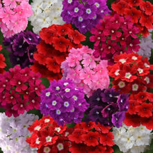 Black Verbena Seeds for gardeners building out beds and borders