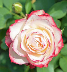 Rose Rosa Hybrida White Blood Flower Seeds for Planting – Suitable for Home Garden and Decorative Borders